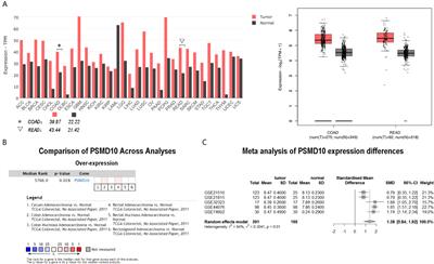 Gankyrin as Potential Biomarker for Colorectal Cancer With Occult Liver Metastases